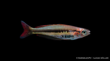 Siku Regenbogenfisch DNZ 4-5  cm