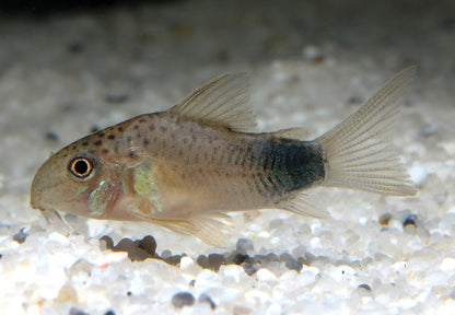 Similis Panzerwels NZ xl