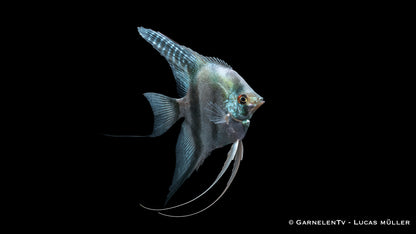 Skalar blue pearl ENZ med