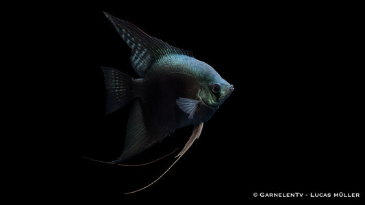 Skalar dark pinoy ENZ med