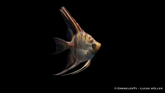 Skalar schoko marmor ENZ med