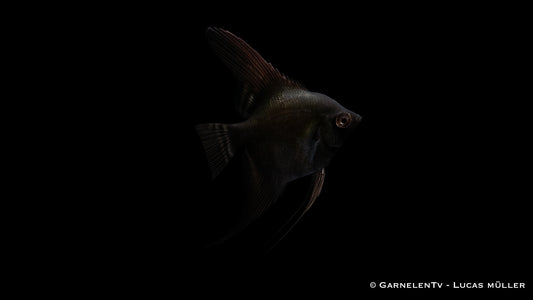 Skalar schwarz ENZ med