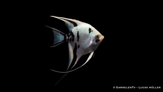 Skalar white marmor ENZ xl