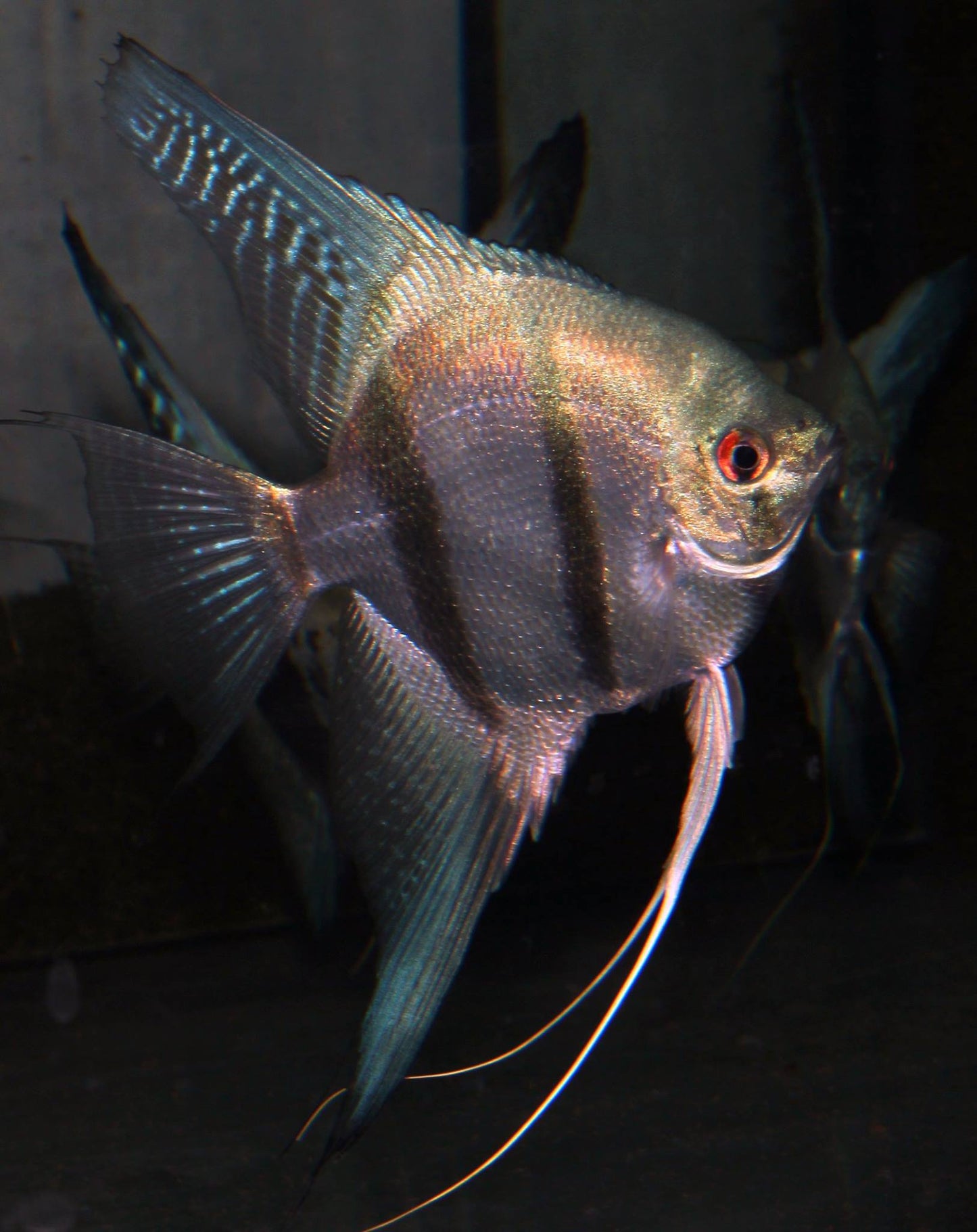 Skalar blue pearl ENZ lg