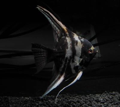 Skalar marmor ENZ xl