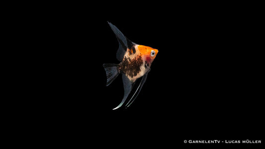 Skalar koi red ENZ med