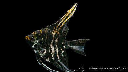 Skalar marmor ENZ xl