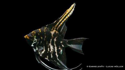 Skalar marmor ENZ xl