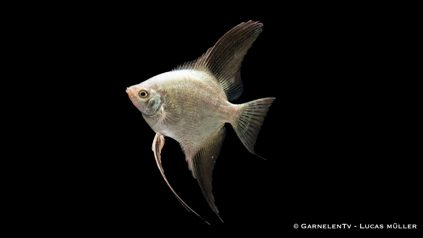 Skalar seal point ENZ lg