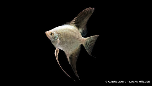 Skalar seal point ENZ lg