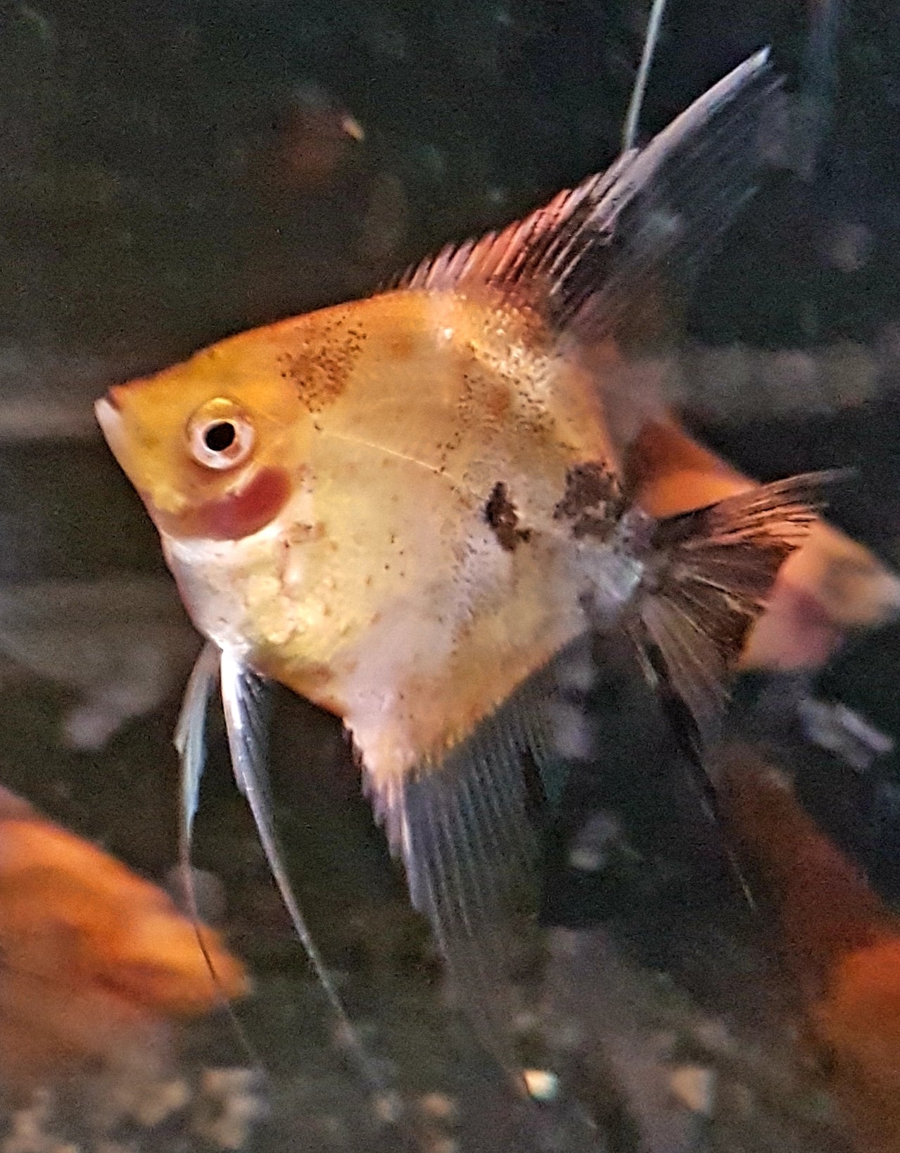 Skalar koi red ENZ lg
