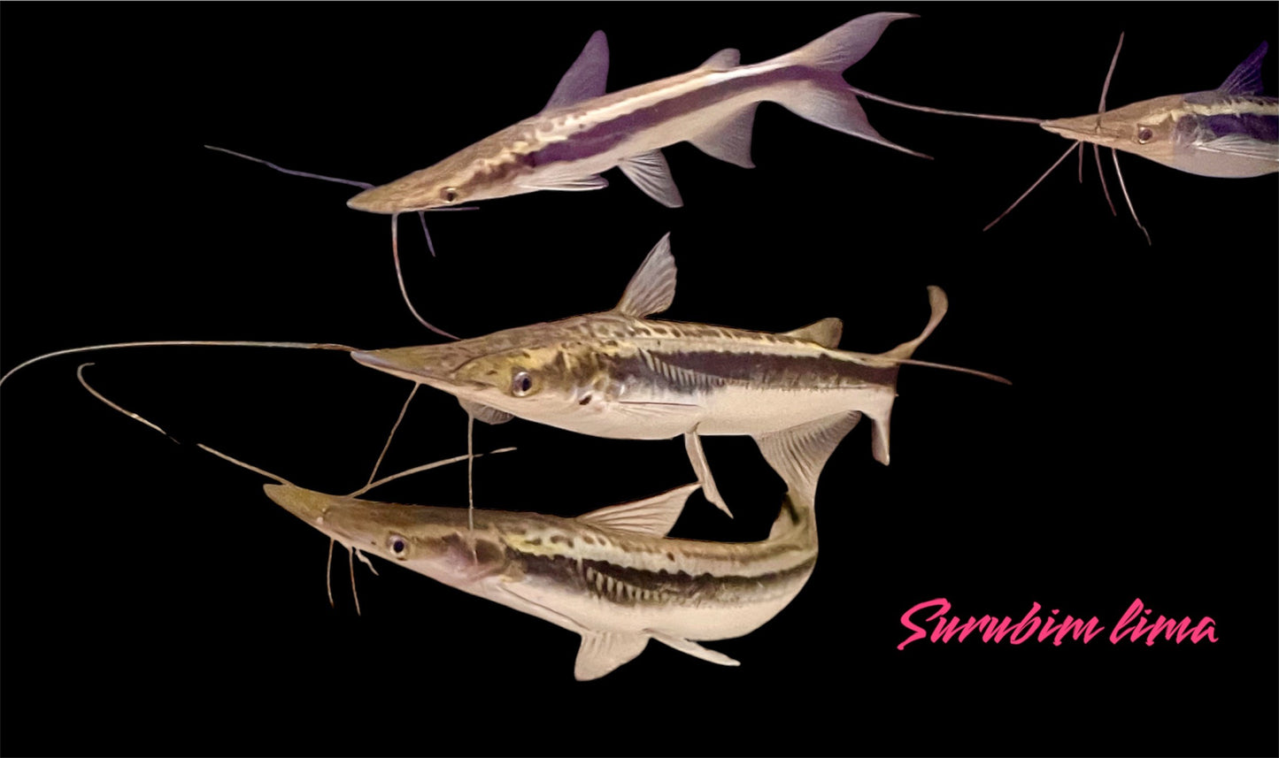 Lima Spatelwels 10-12 cm