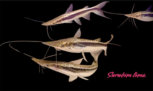 Lima Spatelwels 10-12 cm