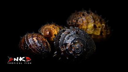 Stachelige Algenschnecke
