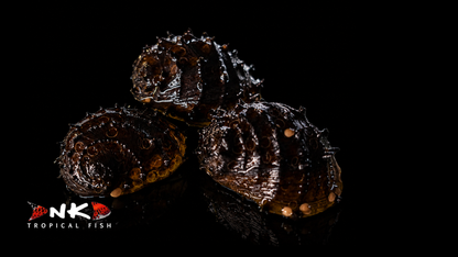 Stachelige Algenschnecke