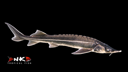 Sterlet 25-30 cm