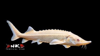 Sterlet albino 18-22 cm