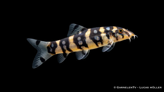 Kubotschmerle WF 7-9 cm