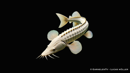 Sterlet albino 18-22 cm
