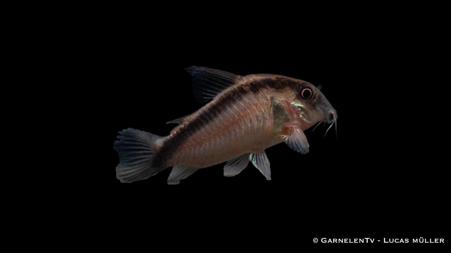 Stromlinienpanzerwels WF lg