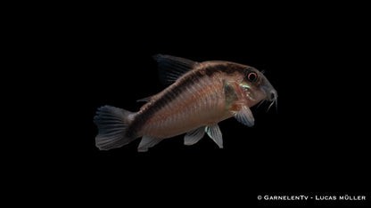 Stromlinienpanzerwels WF lg