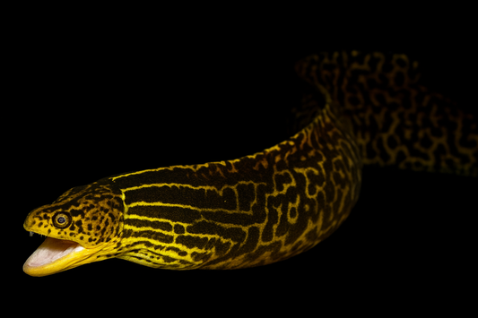 Süßwassermuräne WF 20-25 cm