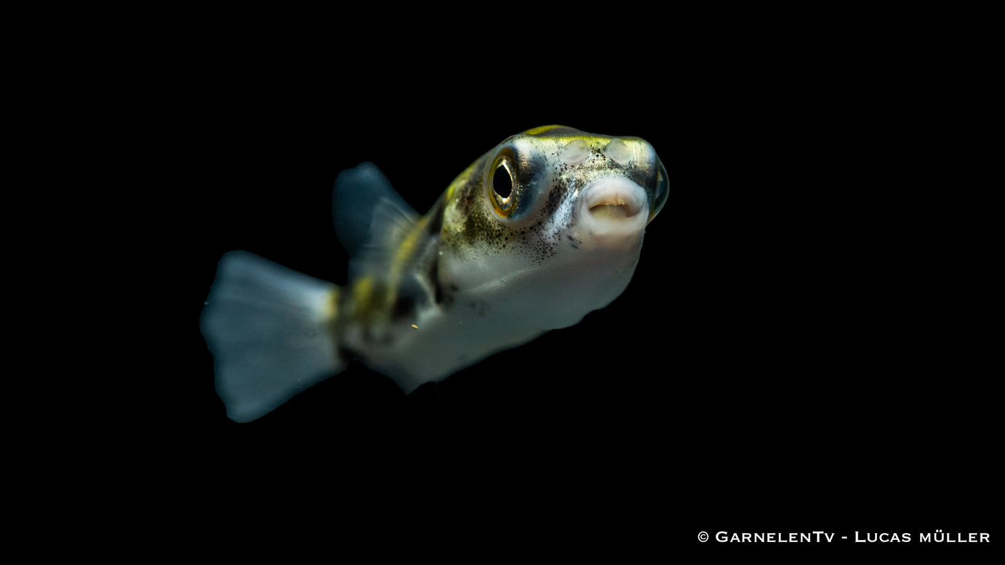 Süßwasser Kugelfisch WF sm