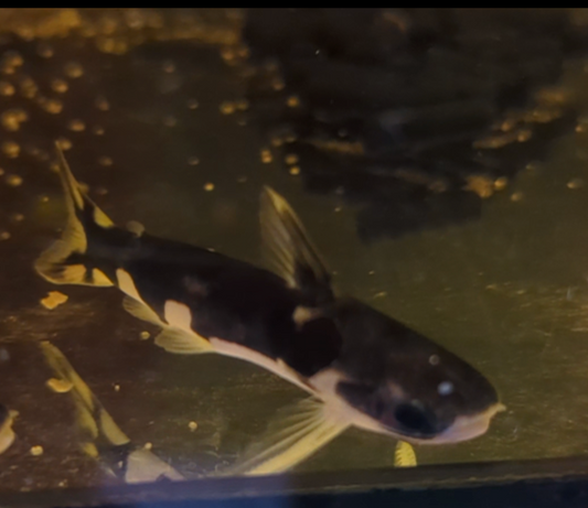 Orca Trugdornwels 4-6 cm WF