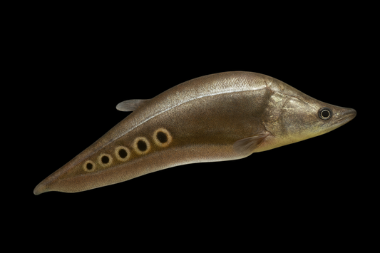 Tausenddollarfisch NZ 8-12 cm