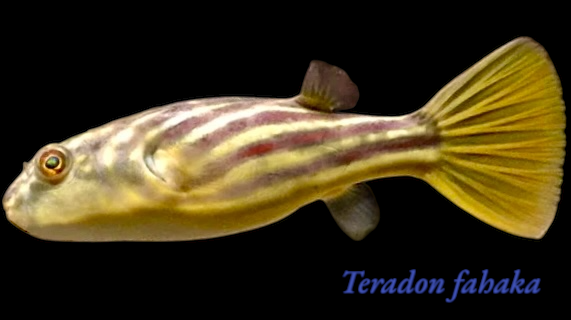 Nil Kugelfisch NZ 5-8 cm