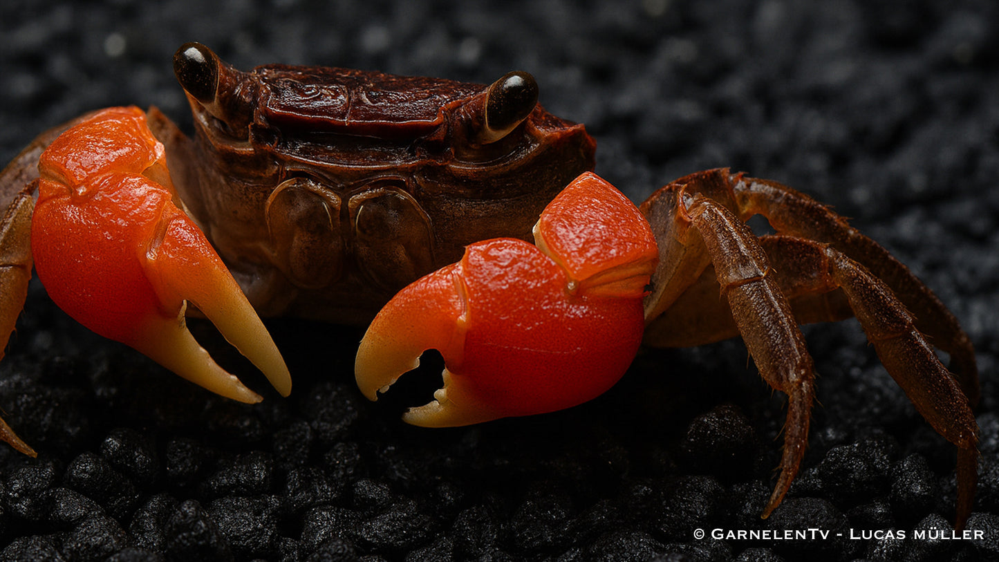 Rote Thai Krabbe 4 cm