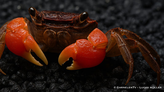 Rote Thai Krabbe 4 cm