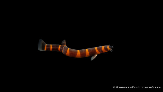 Thailändische Riesendornauge NZ lg