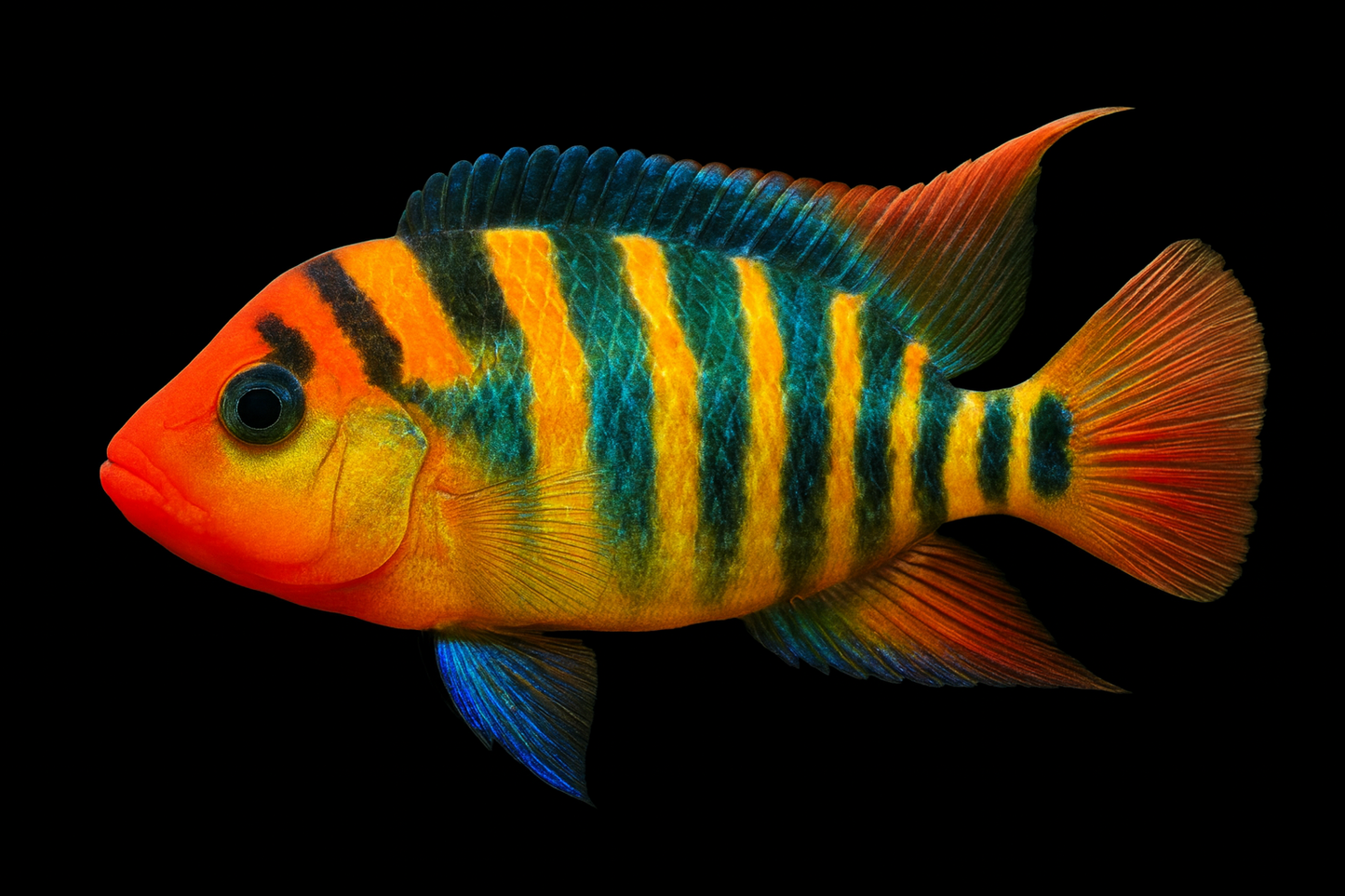 Tigerbuntbarsch 4-5 cm