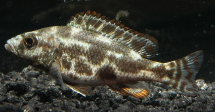 Tigermaulbrüter DNZ 4 cm