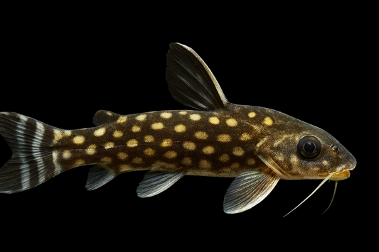 Weißpunkt Trugdornwels 5-6 cm WF