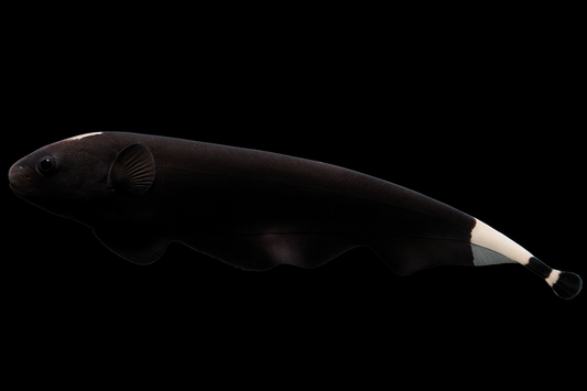 Weißstirnmesserfisch WF 6-8 cm