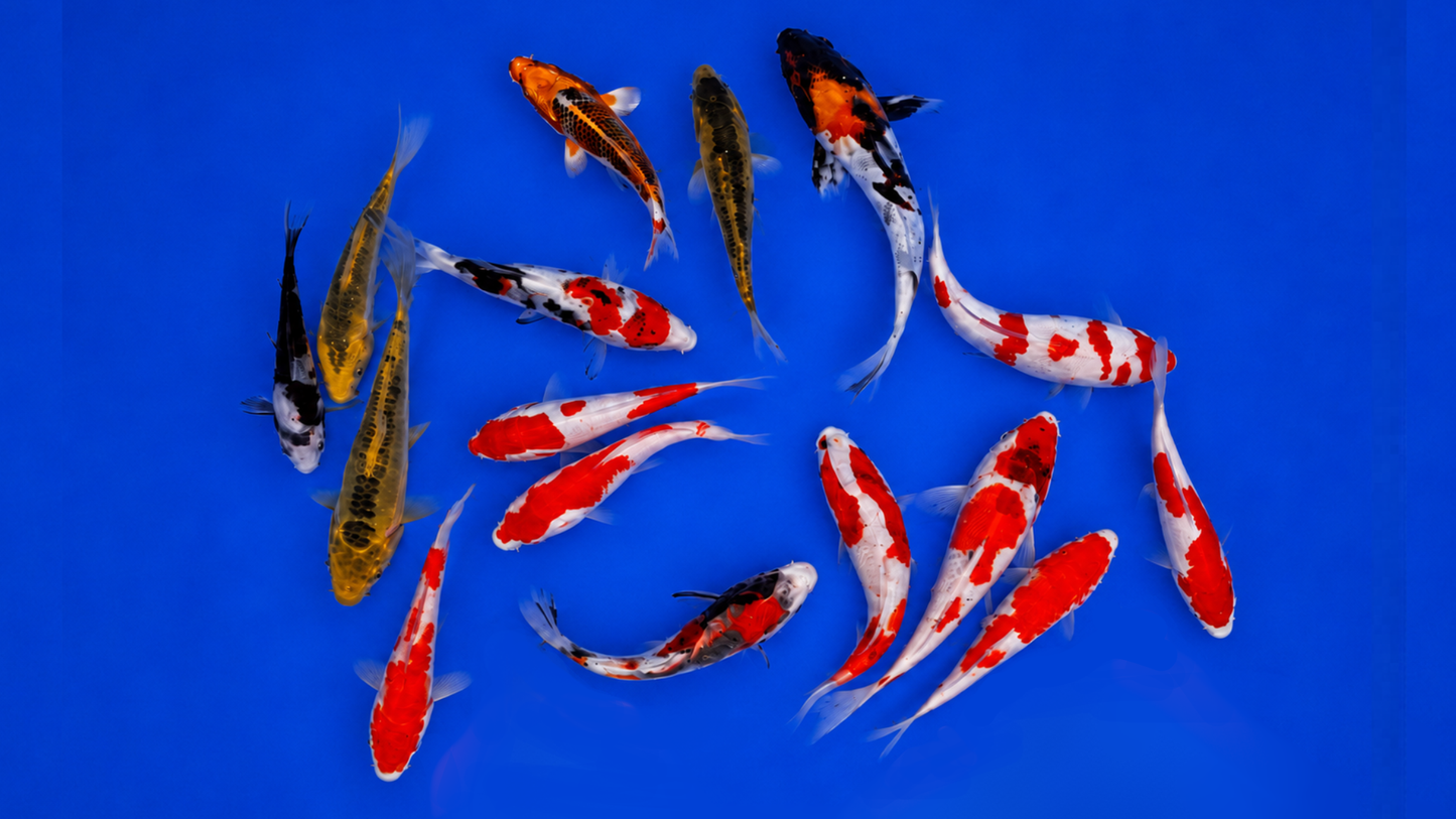 Japankoi Yamanaka 13-18 cm