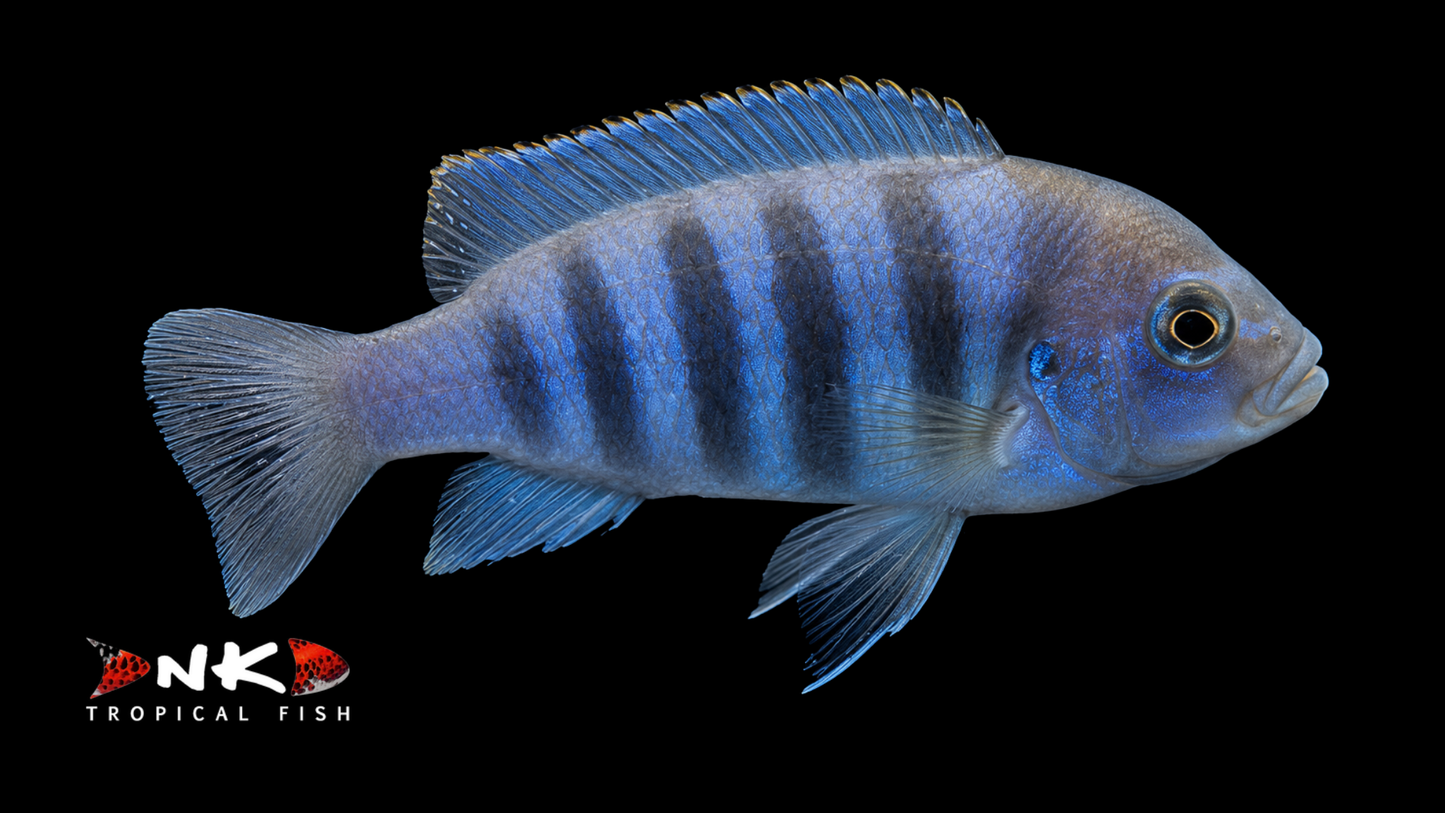 Zebrabuntbarsch blau-rot ENZ 4 cm