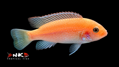 Zebrabuntbarsch blau-rot ENZ 4 cm