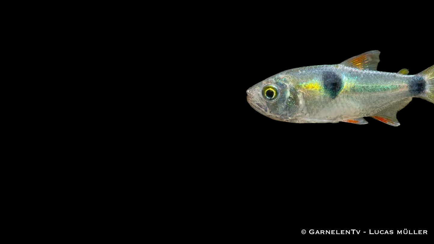 Zweitupfen-Raubsalmler WF 4-5 cm