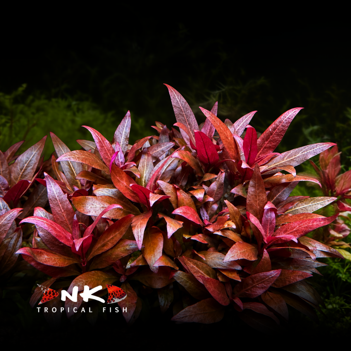 Alternanthera reineckii 'Rosanervig' in-vitro