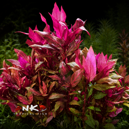 Alternanthera reineckii 'Rosanervig' in-vitro
