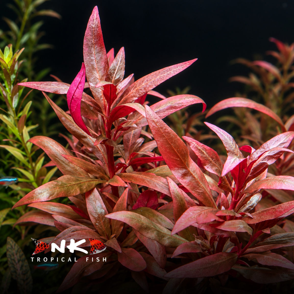 Alternanthera reineckii 'Rosanervig' in-vitro