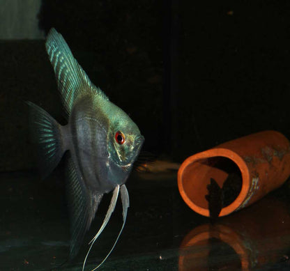 Skalar blue pearl ENZ lg