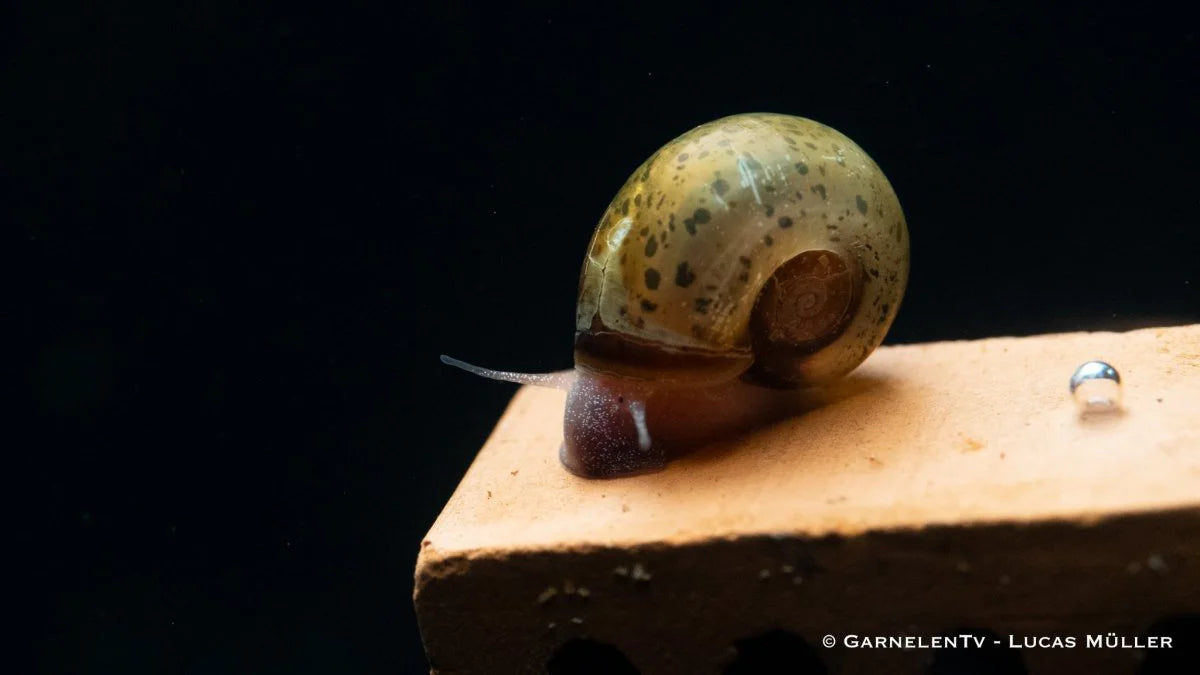 Posthornschnecke mix ENZ