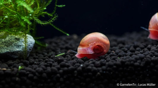 Rote Posthornschnecke ENZ