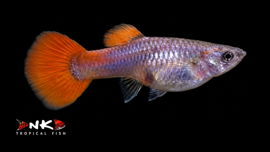 Guppy weiblich dumbo red platinum lg (Thailand)