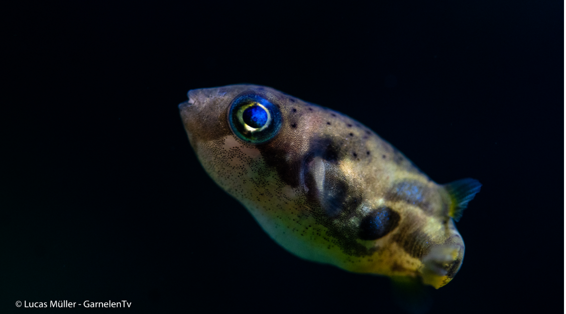 Erbsenkugelfisch WF med