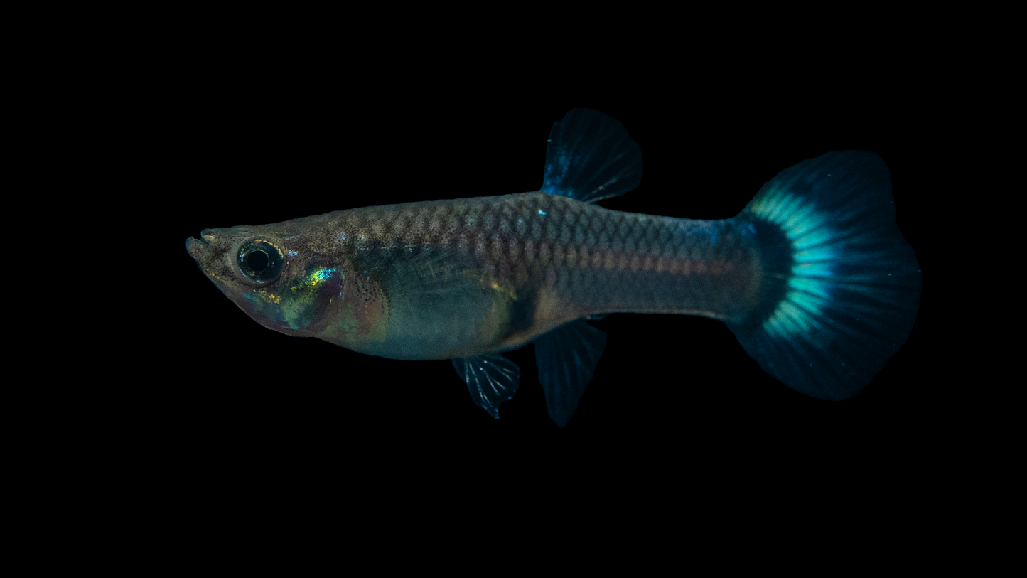 Guppy weiblich blau med (Sri Lanka)